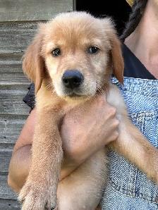 Golden Retriever, Ready for Home! - Photo 2