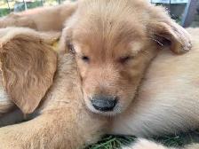 Golden Retriever, Ready for Home! - Photo 3