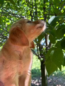 Golden Retriever, Ready for Home! - Photo 4