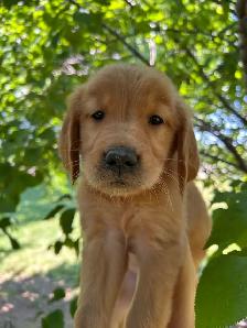 Golden Retriever, Ready for Home! - Photo 5