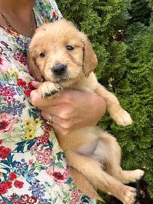Golden Retriever, Ready for Home! - Photo 6