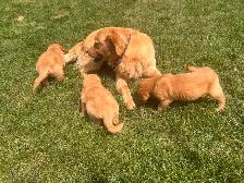 Golden Retriever, Ready for Home! - Photo 7