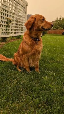 Golden Retriever, Ready for Home! - Photo 8