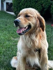 Golden Retriever, Ready for Home! - Photo 9