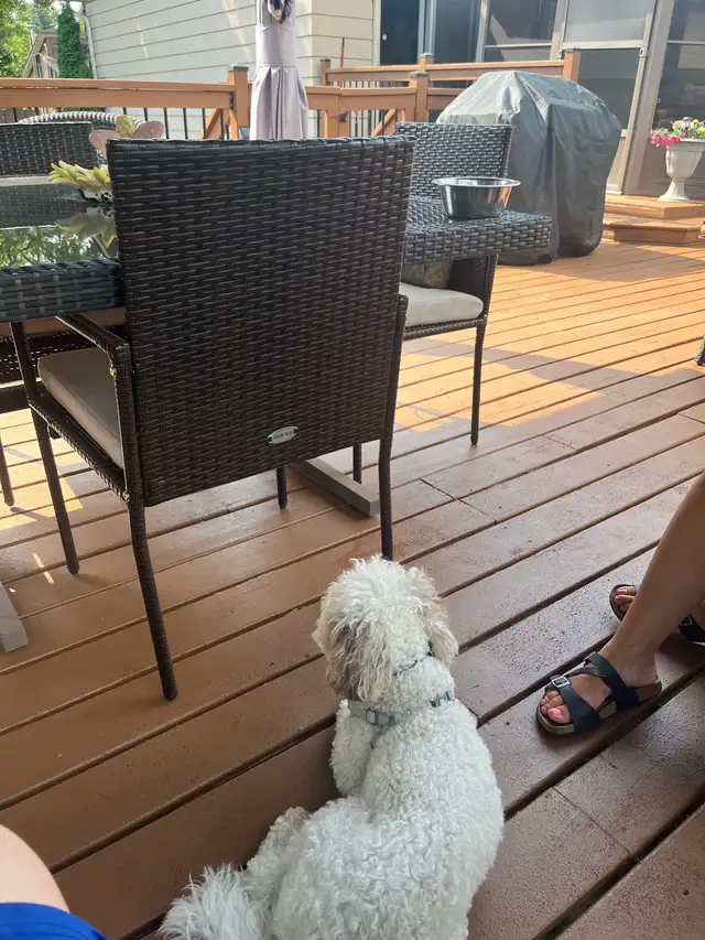 dog baby sitter