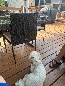 dog baby sitter
