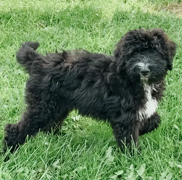 Bernedoodle Puppies for Sale
