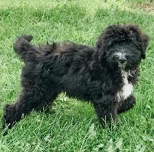Bernedoodle Puppies for Sale