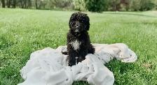 Bernedoodle Puppies for Sale - Photo 2