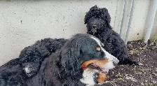 Bernedoodle Puppies for Sale - Photo 3