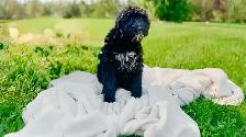 Bernedoodle Puppies for Sale - Photo 4