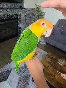 Caique Male
