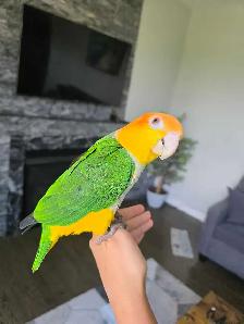 Caique Male - Photo 2