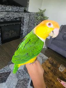 Caique Male - Photo 3