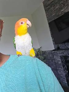 Caique Male - Photo 4