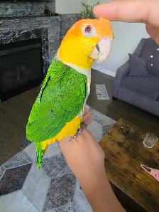 Caique Male - Photo 5