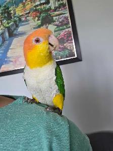 Caique Male - Photo 6