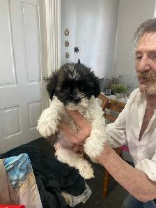 Shih Tzu puppies