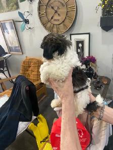 Shih Tzu puppies - Photo 2