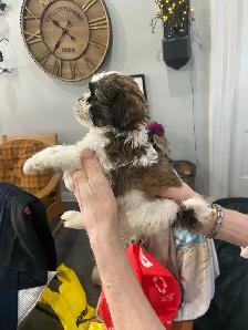 Shih Tzu puppies - Photo 3
