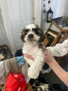 Shih Tzu puppies - Photo 4