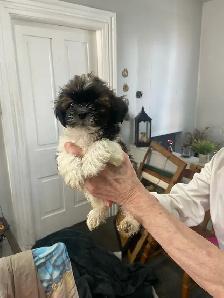 Shih Tzu puppies - Photo 5