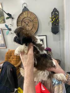 Shih Tzu puppies - Photo 6