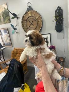 Shih Tzu puppies - Photo 7