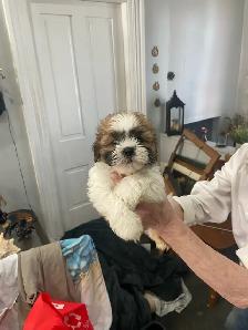 Shih Tzu puppies - Photo 8