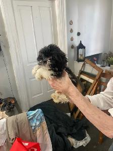 Shih Tzu puppies - Photo 9