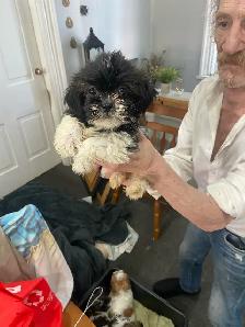Shih Tzu puppies - Photo 10