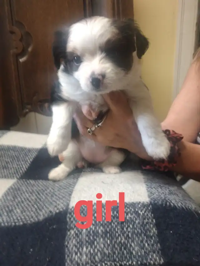 Adorable Yorkie x Pomchi Puppies