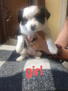 Adorable Yorkie x Pomchi Puppies