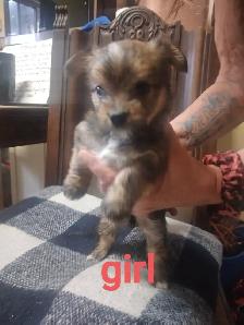 Adorable Yorkie x Pomchi Puppies - Photo 2