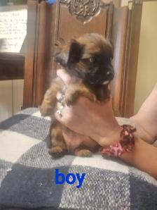 Adorable Yorkie x Pomchi Puppies - Photo 3