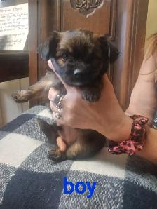 Adorable Yorkie x Pomchi Puppies - Photo 4