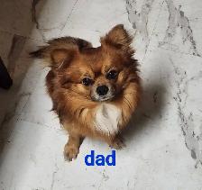 Adorable Yorkie x Pomchi Puppies - Photo 5