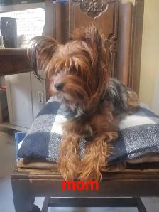 Adorable Yorkie x Pomchi Puppies - Photo 6