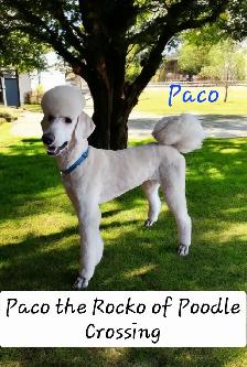 STANDARD POODLE PUPPIES!  CKC REGISTERED - Photo 2