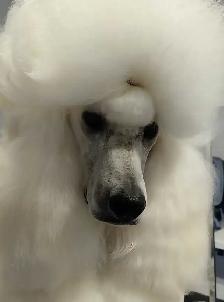 STANDARD POODLE PUPPIES!  CKC REGISTERED - Photo 3
