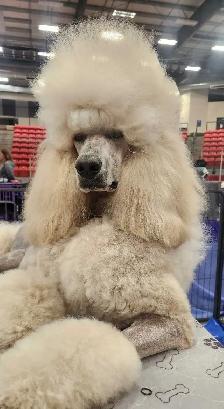 STANDARD POODLE PUPPIES!  CKC REGISTERED - Photo 4
