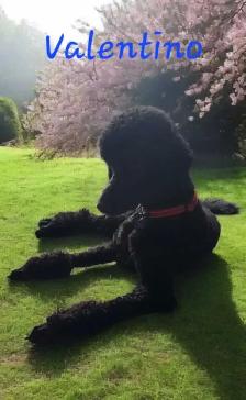 STANDARD POODLE PUPPIES!  CKC REGISTERED - Photo 5