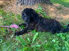 Mini Poodle puppy for sale