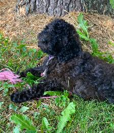 Mini Poodle puppy for sale - Photo 2