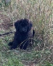 Mini Poodle puppy for sale - Photo 3