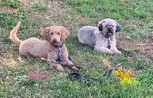 Mini Poodle puppy for sale - Photo 4