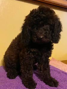 Mini Poodle puppy for sale - Photo 5