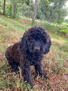 Mini Poodle puppy for sale - Photo 6