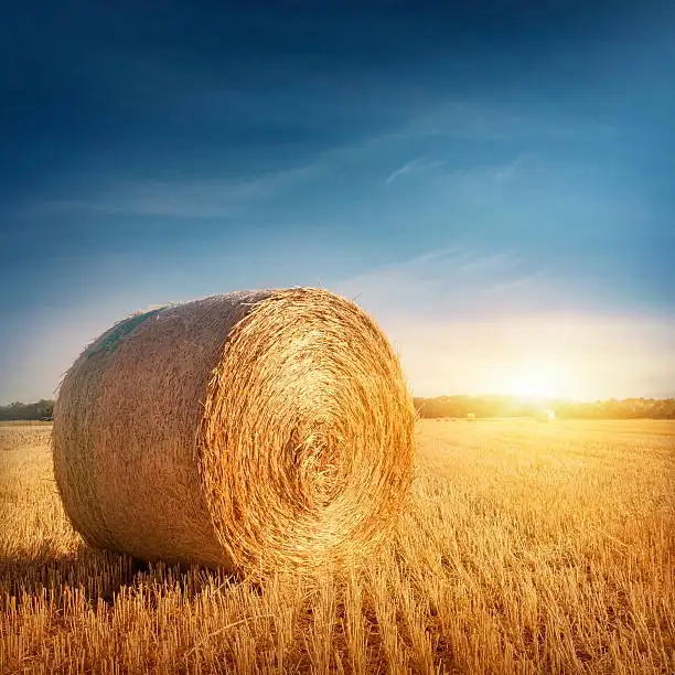 Farm help needed