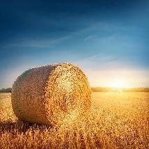 Farm help needed